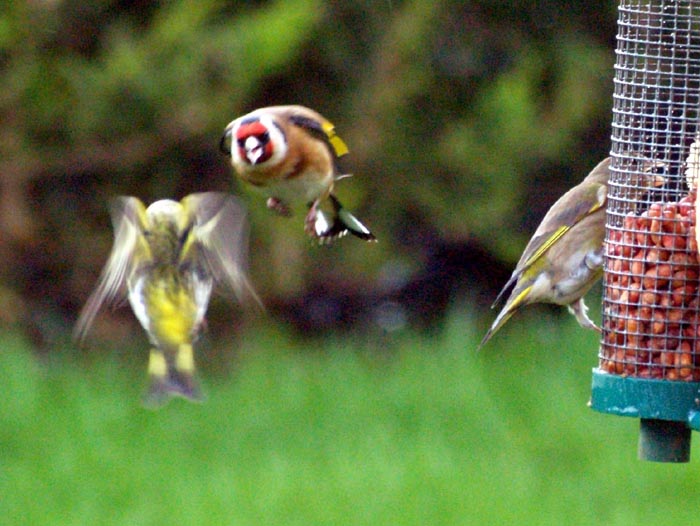 gFinch160161