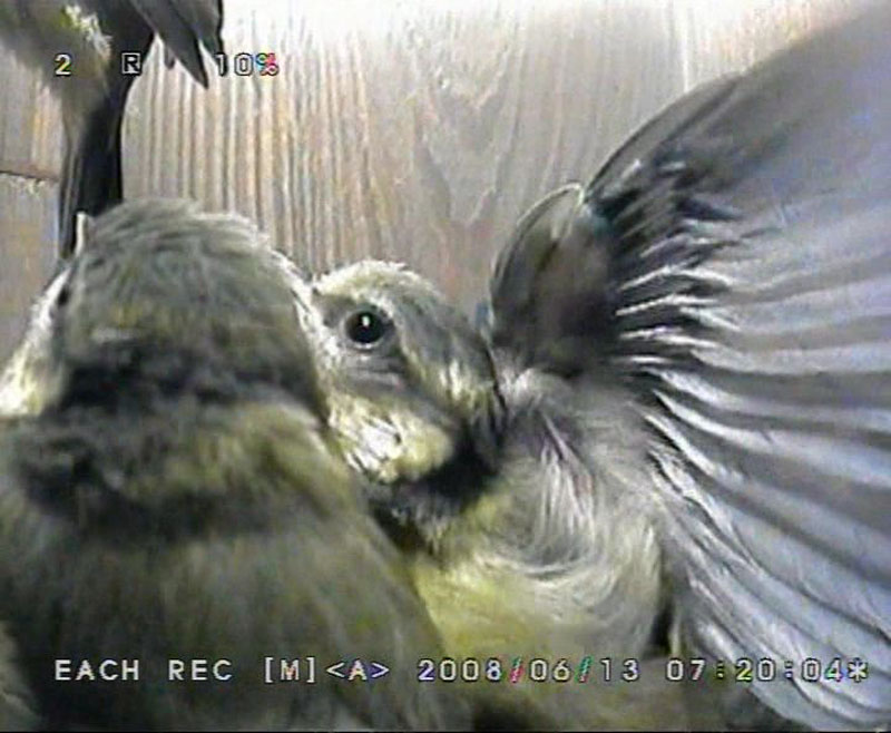 i  fledging