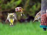 gFinch160161