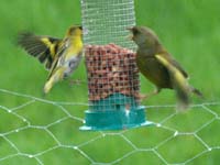 siskin gFinch160123