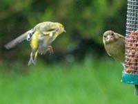 siskin160155