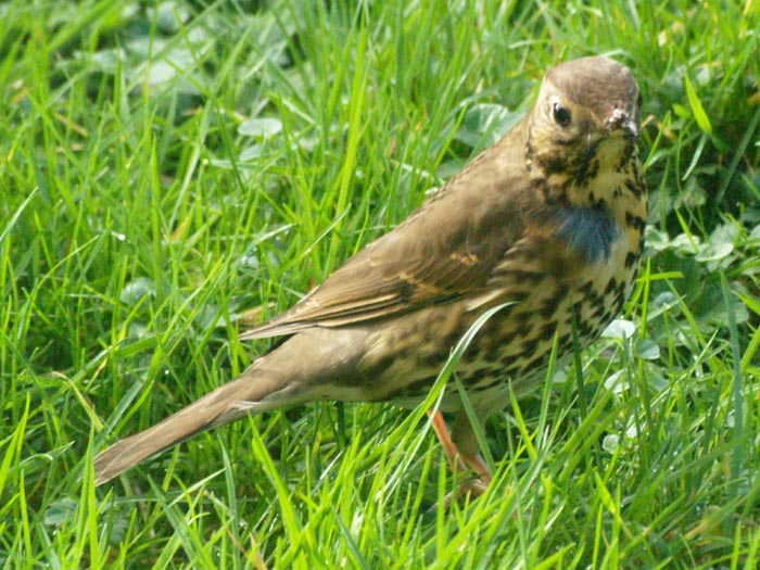 Thrush150011