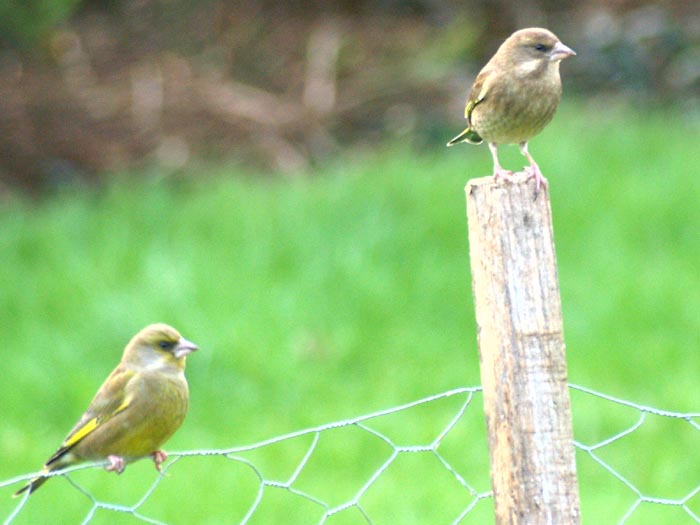greenfinch   juv or f