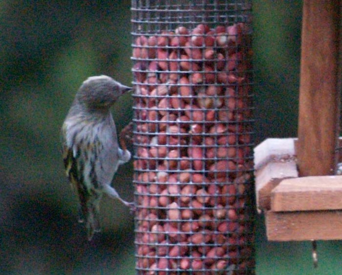 siskin523