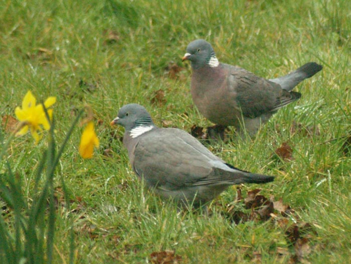 wPigeon230202