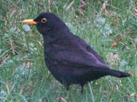 blackB051694
