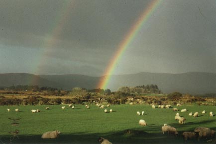 Sheep grazing on 'The Hills Around Rylane'