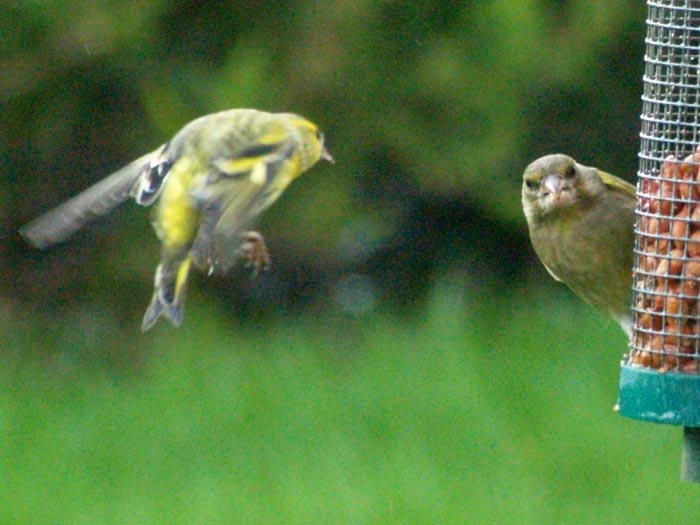 siskin160155