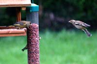 femChaffinch794