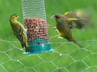 siskin gFinch160122