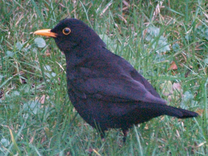 blackB051694