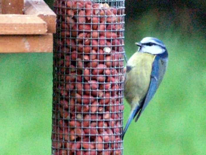 blueTit022