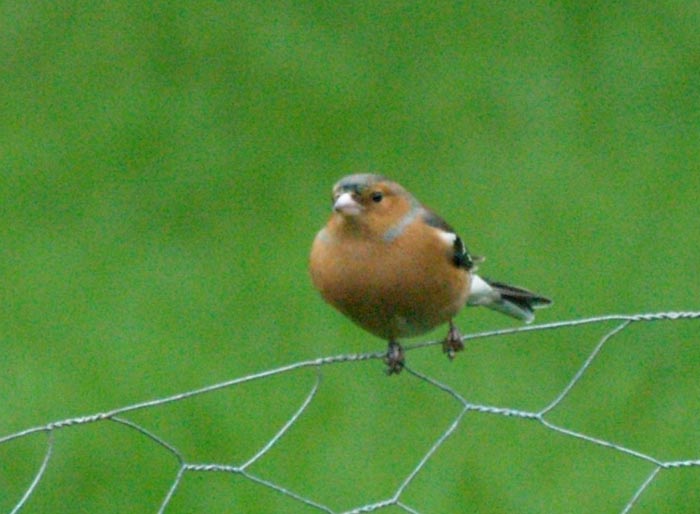 chaffinch2