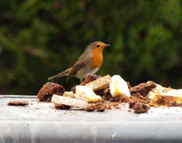 robin 1532
