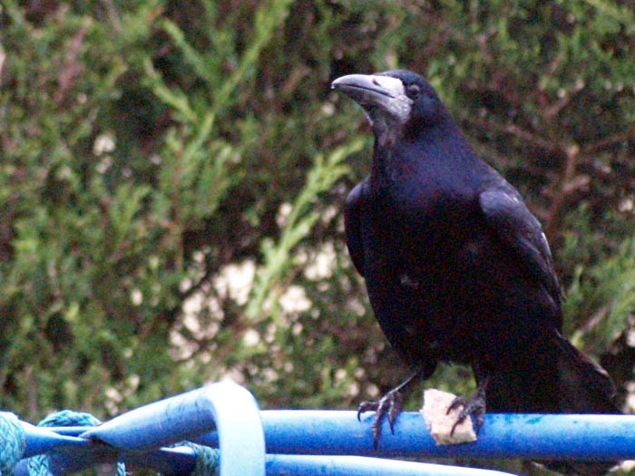 rook1570