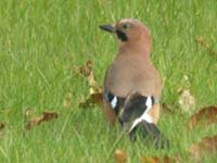 Jay250054