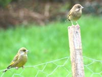 greenfinch   juv or f