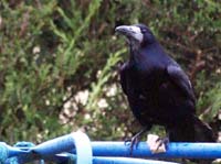 rook1570