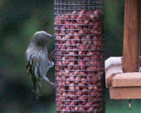 siskin523