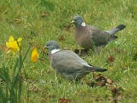 wPigeon230202