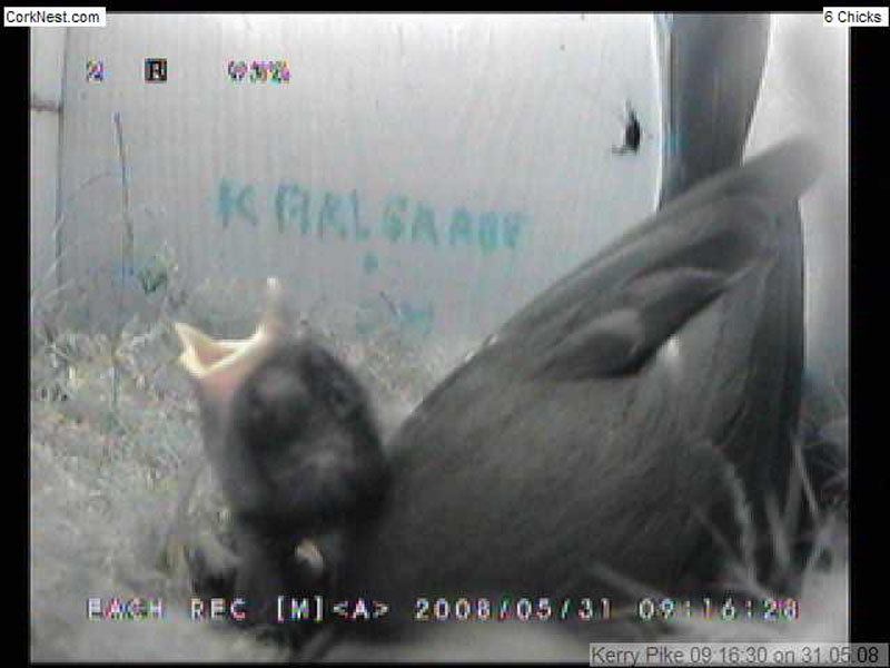 e431MaySmallHead