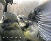 i  fledging